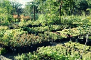 10th Sep 2012 - plant nursery