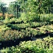 plant nursery by inspirare