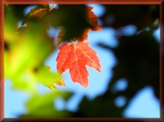11th Sep 2012 - Autumn Orange