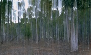 11th Sep 2012 - Intentional Camera Movement