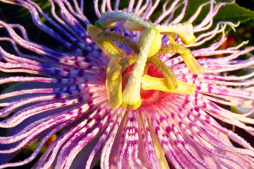 9-11 Crystals on Passion Flower by milaniet
