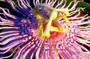 11th Sep 2012 - 9-11 Crystals on Passion Flower
