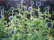 2nd Sep 2012 - In the herbacious border