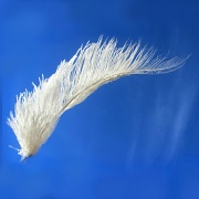 11th Sep 2012 - Angel Hair