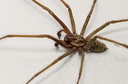 11th Sep 2012 - Arachnophobia