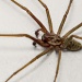 Arachnophobia by harveyzone
