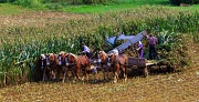 14th Sep 2012 - Harvesting....