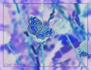 11th Sep 2012 - Blue Butterfly