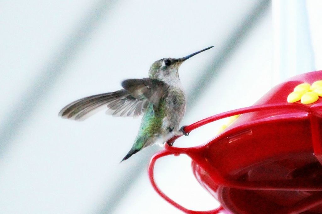 Hungry Hummingbird by melinareyes