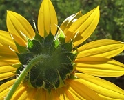 11th Sep 2012 - Sunflower Back 2