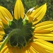Sunflower Back 2 by houser934