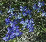2nd Sep 2012 - summer flowers in blue
