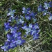 summer flowers in blue by dmdfday