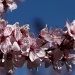 Blossom Chorus by nicolecampbell