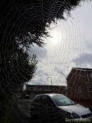 12th Sep 2012 - W is for Web.