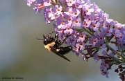 12th Sep 2012 - Bumblebee