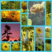 12th Sep 2012 - sunflowers