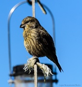 12th Sep 2012 - Baby Crossbill Posing for Me