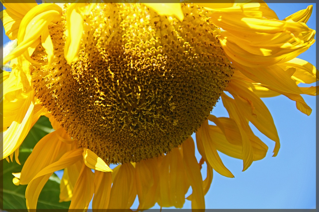 Sunflower by hjbenson
