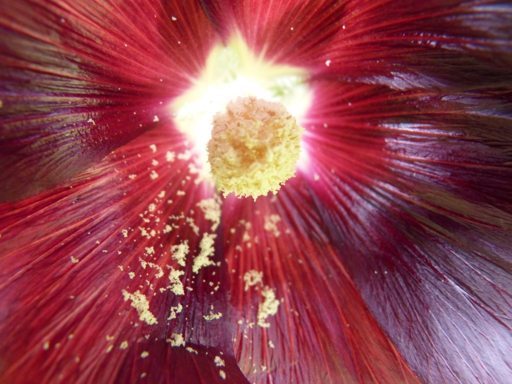 Pollen by lellie