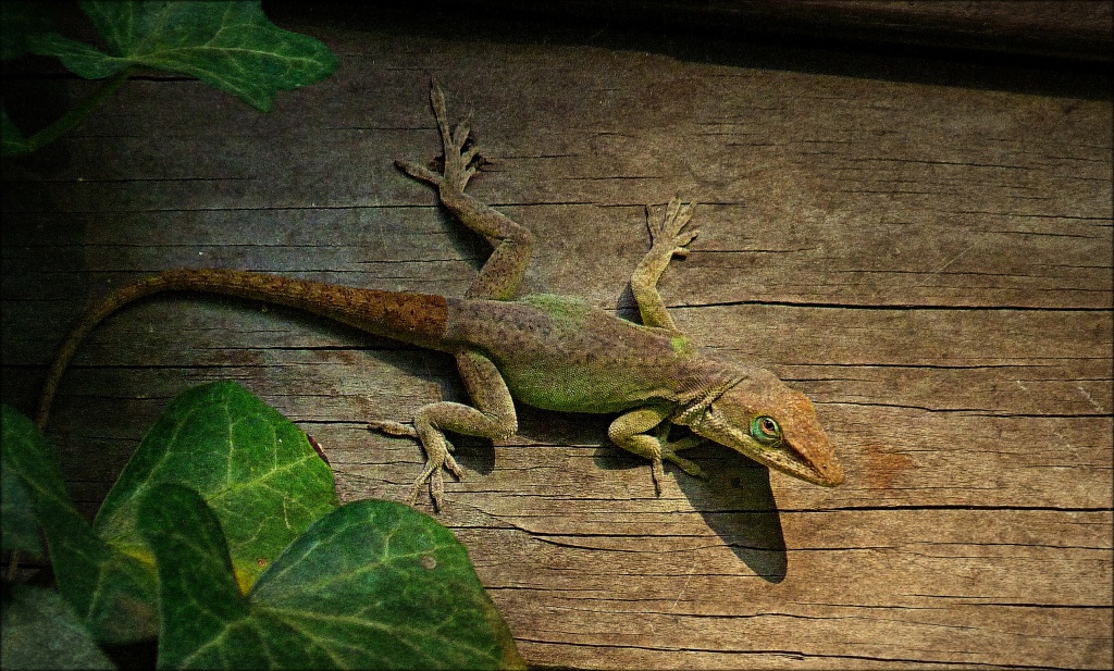 Eastern Fence Lizard by peggysirk