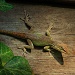 Eastern Fence Lizard by peggysirk