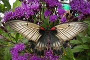 11th Sep 2012 - Butterfly 4