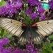 Butterfly 4 by pyrrhula