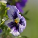Pansy by andycoleborn