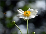 12th Sep 2012 - Anemone And The Hoverfly Fans