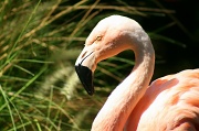 12th Sep 2012 - Flamingo