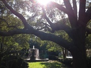 12th Sep 2012 - Chapel Street Park and fountain with live oak, Charleston, SC