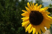 8th Sep 2012 - sunflower