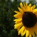 sunflower by dmdfday