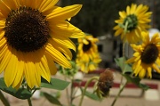 9th Sep 2012 - sunflowers