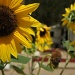 sunflowers by dmdfday