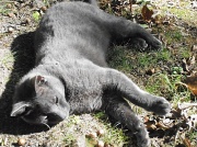 11th Sep 2012 - Soft Gray Kitty