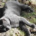 Soft Gray Kitty by julie