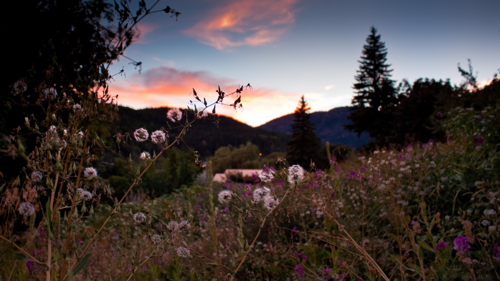 Wildflowers and a sunset by kiwichick