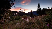 12th Sep 2012 - Wildflowers and a sunset