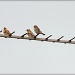 Goldfinch Family by carolmw