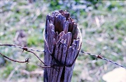 13th Sep 2012 - Old fence post