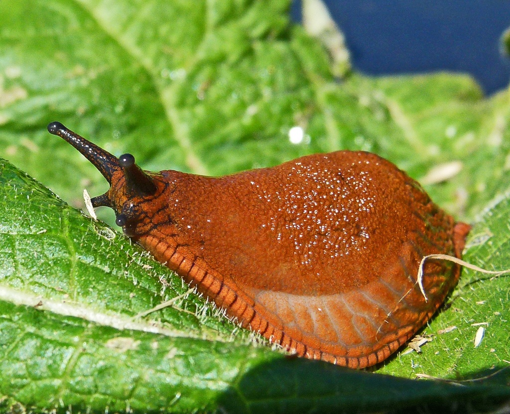 slug by jantan