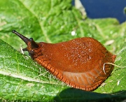 13th Sep 2012 - slug