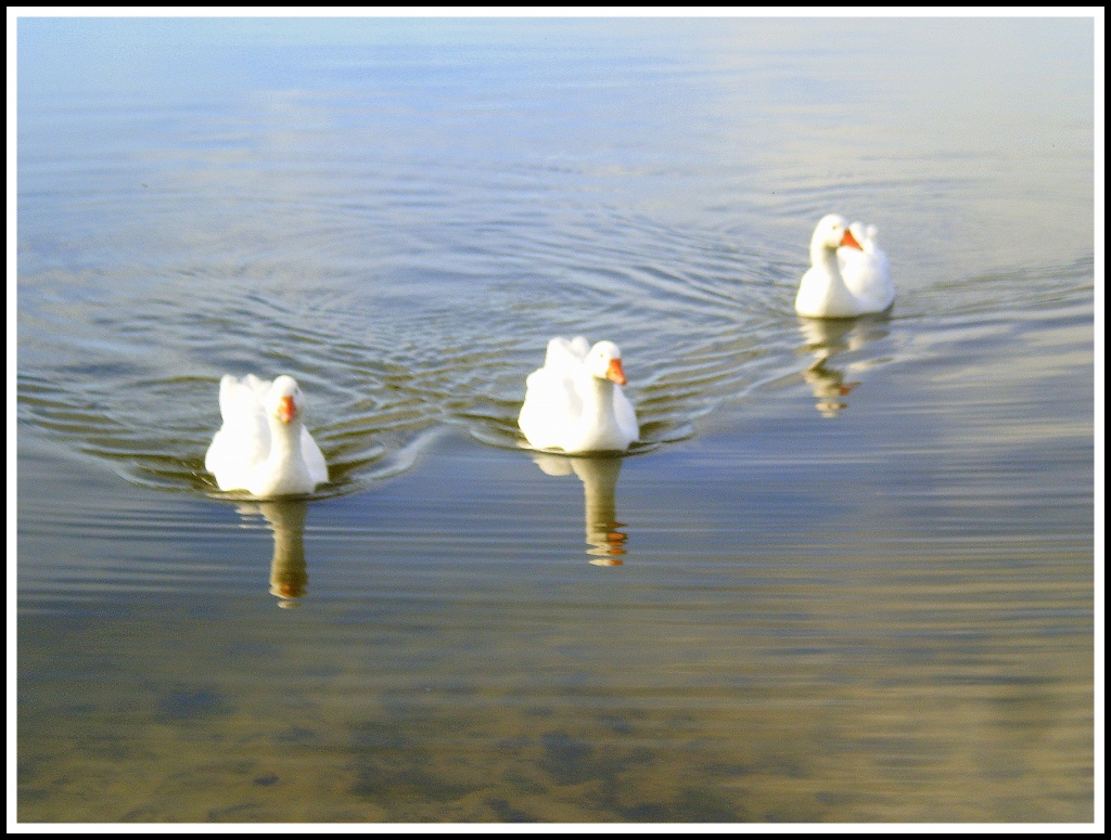 Three geese a swimming. by snowy