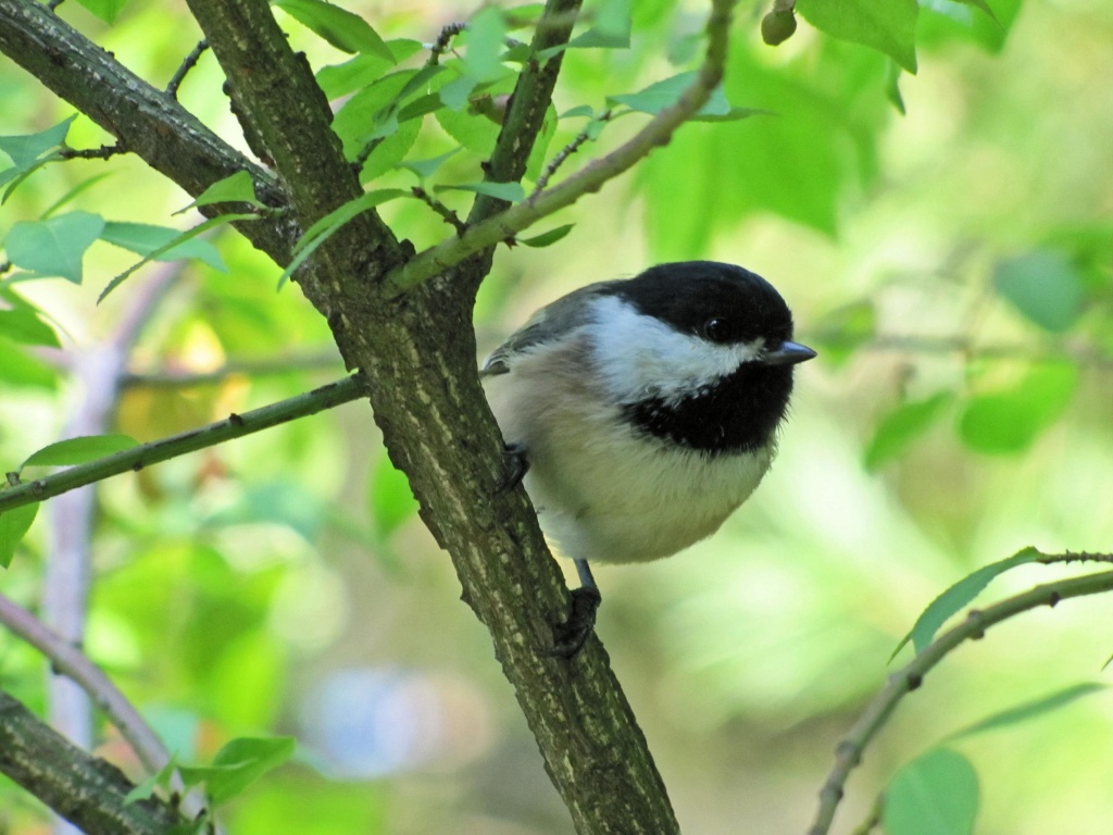 Chasing chickadees by maggie2