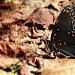 Red Spotted Purple, take 2 by tara11