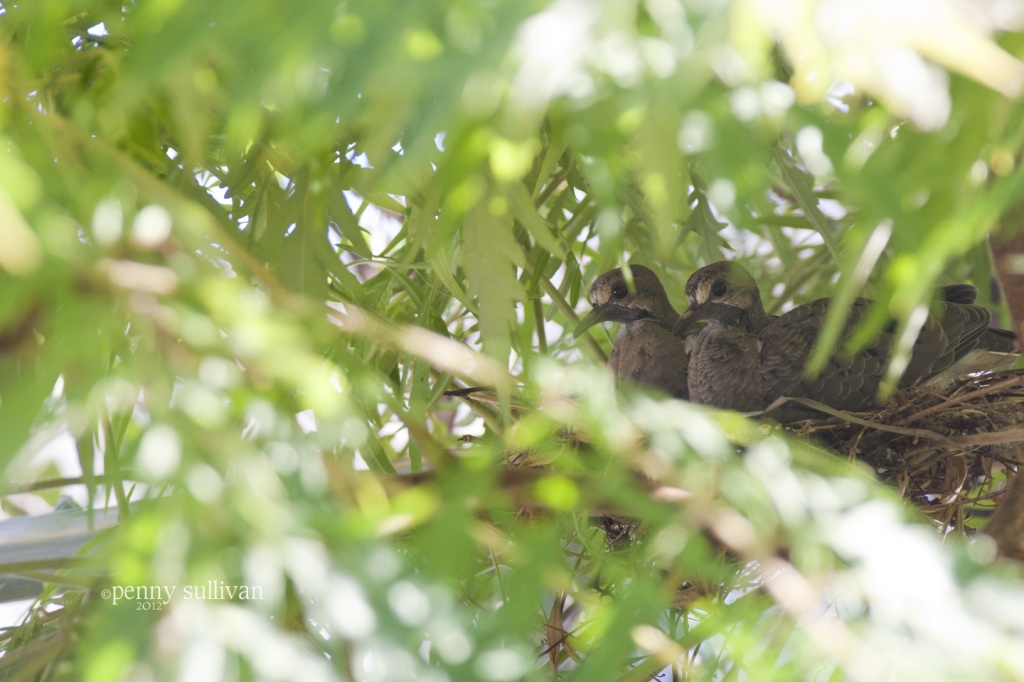 253 Mourning Dove Babies by pennyrae