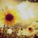 september sunflowers by edie