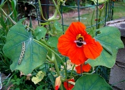 13th Sep 2012 - Caterpillar Saga 3: Bee-Leaf